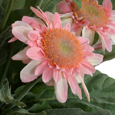 Gerbera Daisy 12"H