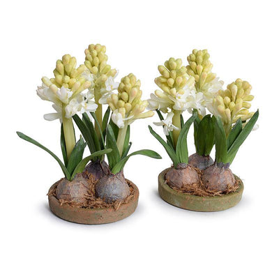 Hyacinth Bulb x3 in Terracotta Dish