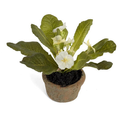 Primula Mini Pot 6"H