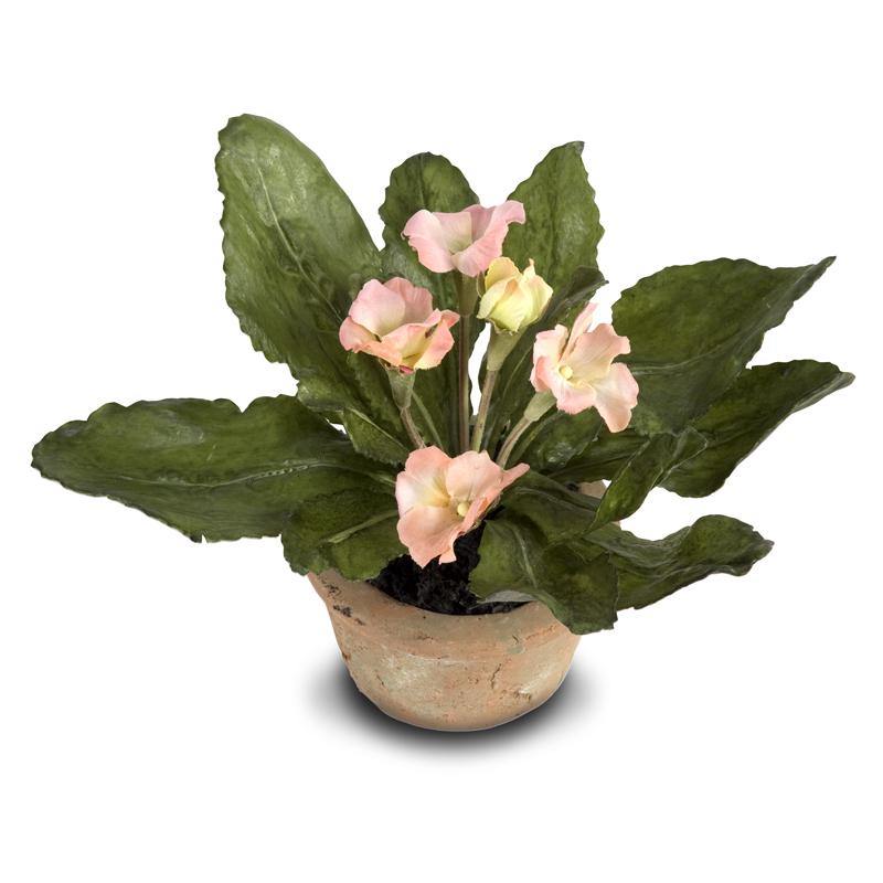 Primula Mini Pot 6"H