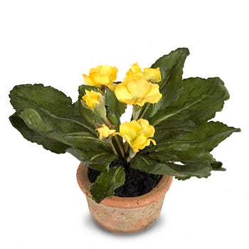 Primula Mini Pot 6"H