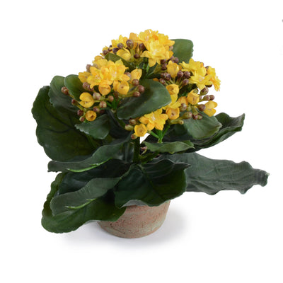 Kalanchoe Plant 7"H