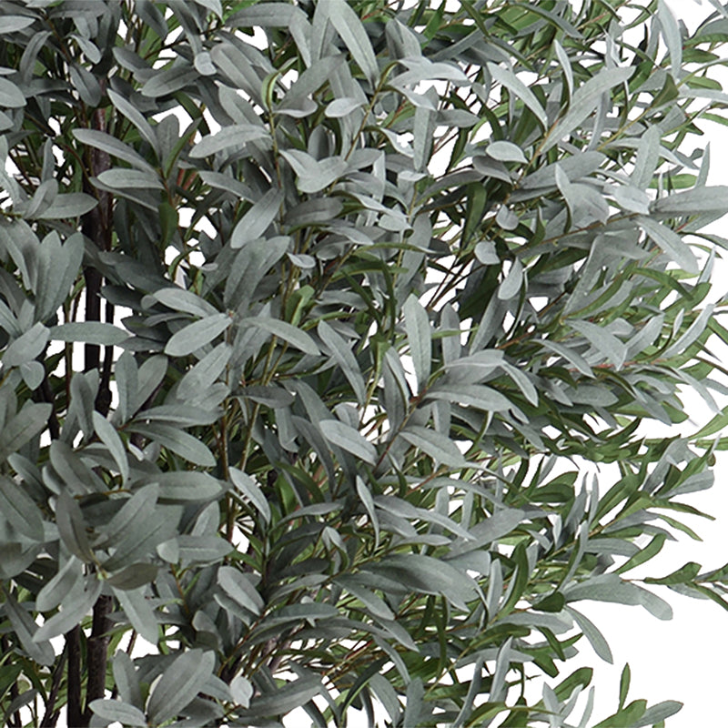Olive tree, 10'