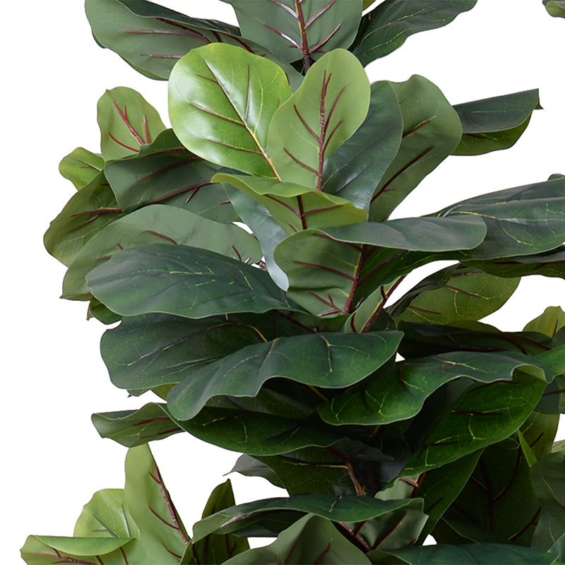 new growth designs fiddle leaf fig Fiddle Leaf Fig Tree 6.5' – New Growth Designs