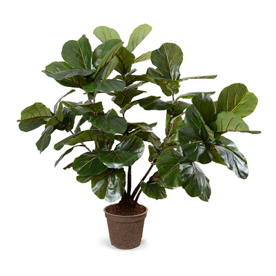 Fiddle Leaf Fig Large-Leaf Multi-trunk Tree, 64"H