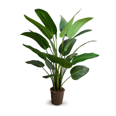 Traveller's Realistic Wholesale Artificial Palm Tree for Indoor Decor 5 Foot Tall - New Growth Designs