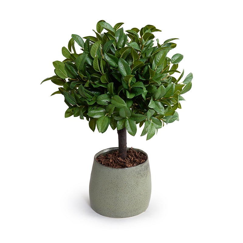 Laurel Leaf Topiary, 22"H