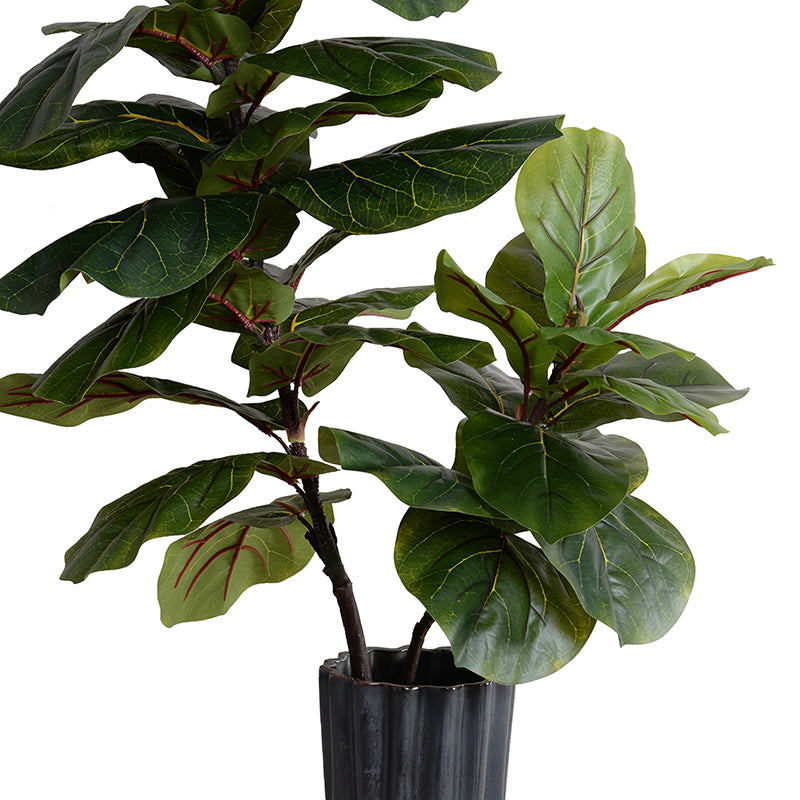 fiddle leaf fig vase life Fiddle Leaf Fig Branches in Porcelain 48"H – New Growth Designs