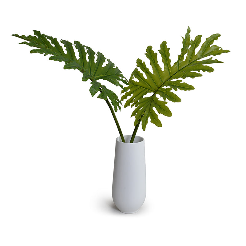 philodendron selloum pot size Philodendron Selloum x2 – New Growth Designs