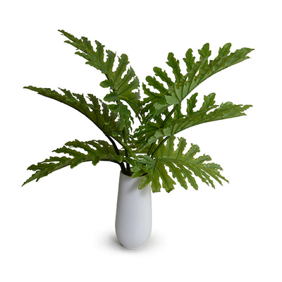 Philodendron Selloum x6