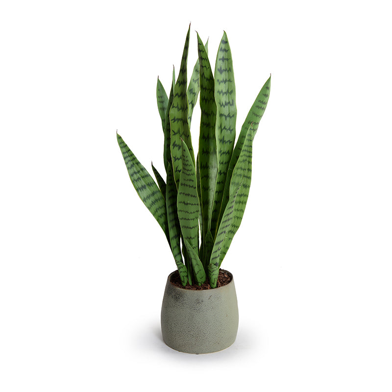 Snake Plant (Sansevieria)