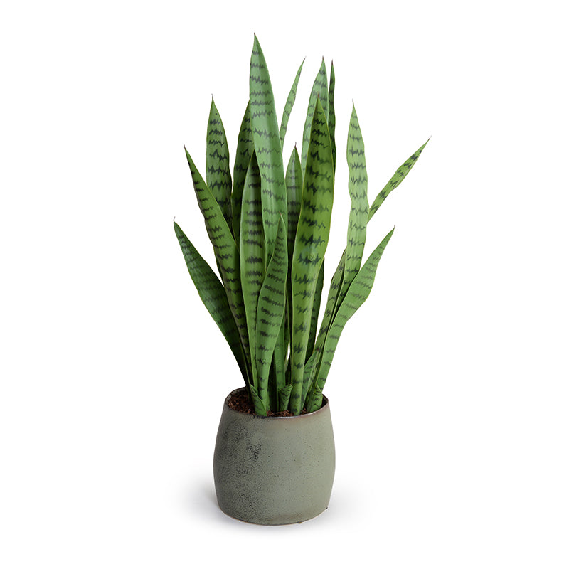 Snake Plant (Sansevieria)