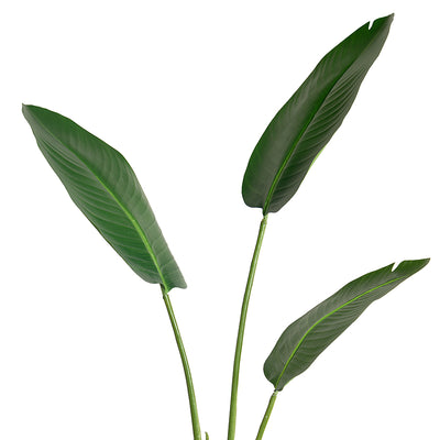 Bird of Paradise (Strelitzia) in Porcelain Vase