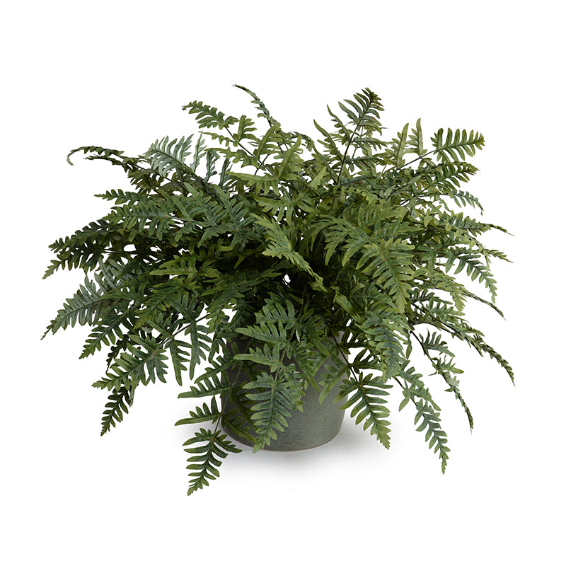 Athyrium Lady Fern 24"H