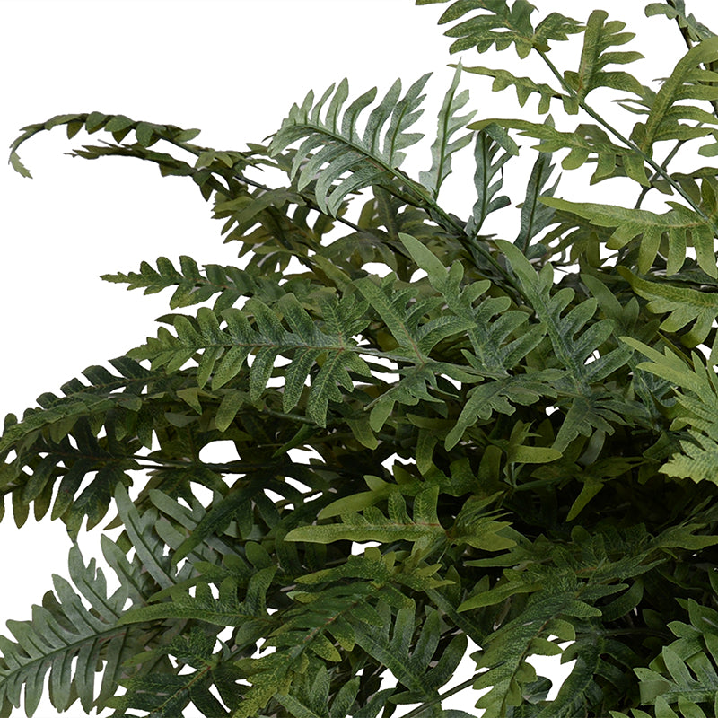 Athyrium Lady Fern 24"H