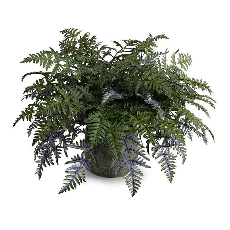 Athyrium Lady Fern 24"H