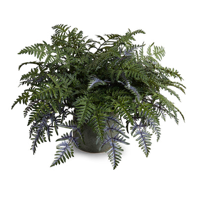 Athyrium Lady Fern 24"H