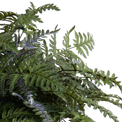 Athyrium Lady Fern 24"H