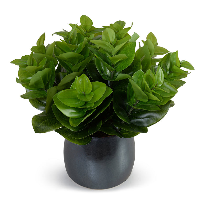 small faux plant in black pot Peperomia Plant – New Growth Designs