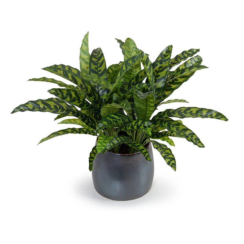 Aglaonema Plant