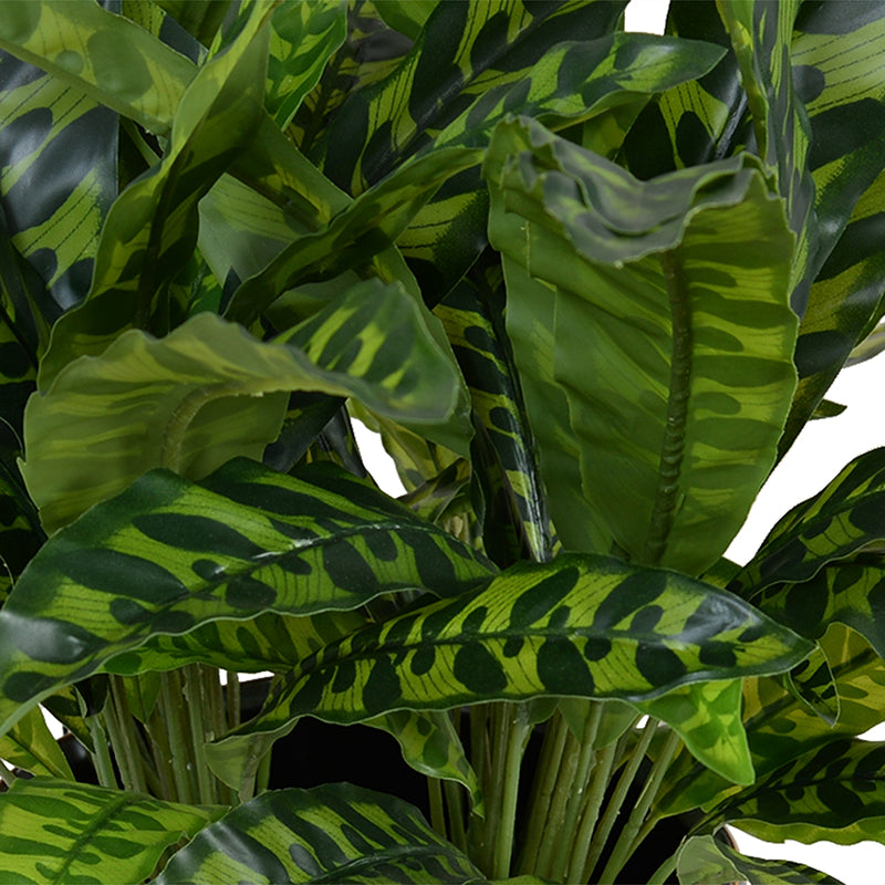 buy philodendron pink princess uk Philodendron 'Pink Princess' (12cm pot)