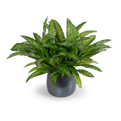 Aglaonema Plant