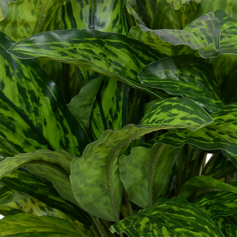 Aglaonema Plant