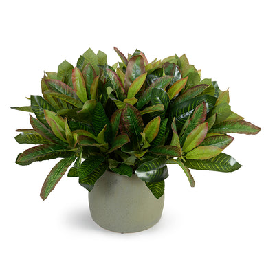 Aglaonema Plant