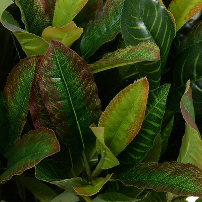 Aglaonema Plant