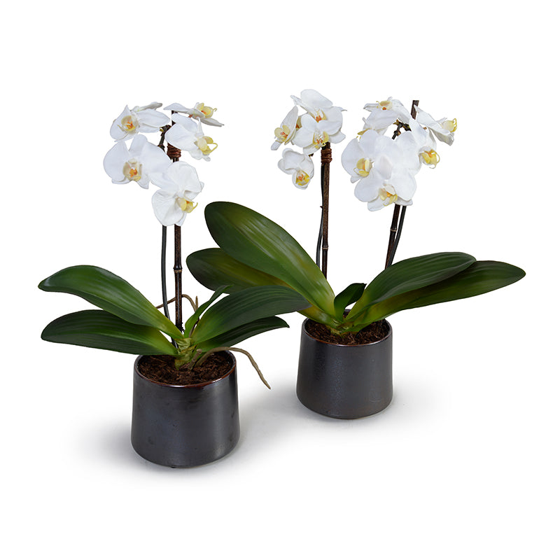 Phalaenopsis Orchid x1 in Porcelain Vase 18"H