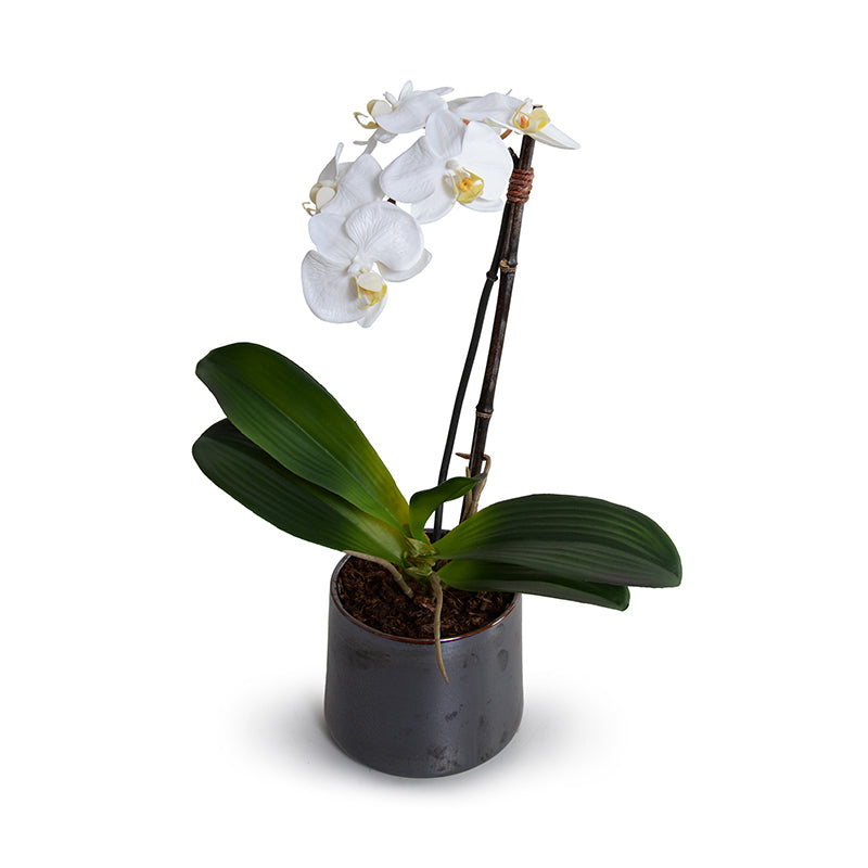 Phalaenopsis Orchid x1 in Porcelain Vase 18"H