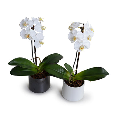 Phalaenopsis Orchid x1 in Porcelain Vase 18"H