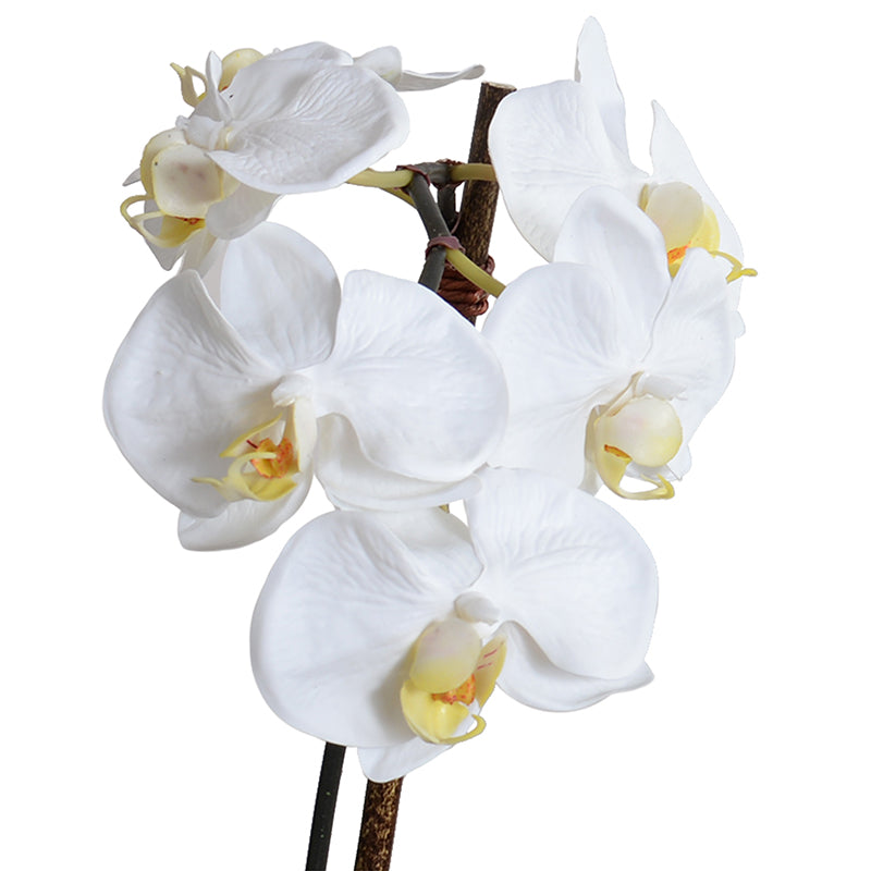 Phalaenopsis Orchid x1 in Porcelain Vase 18"H