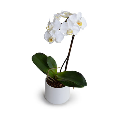 Phalaenopsis Orchid x1 in Porcelain Vase 18"H