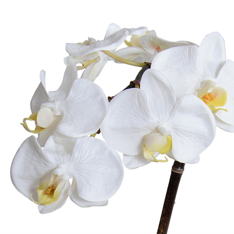 Phalaenopsis Orchid x1 in Porcelain Vase 18"H