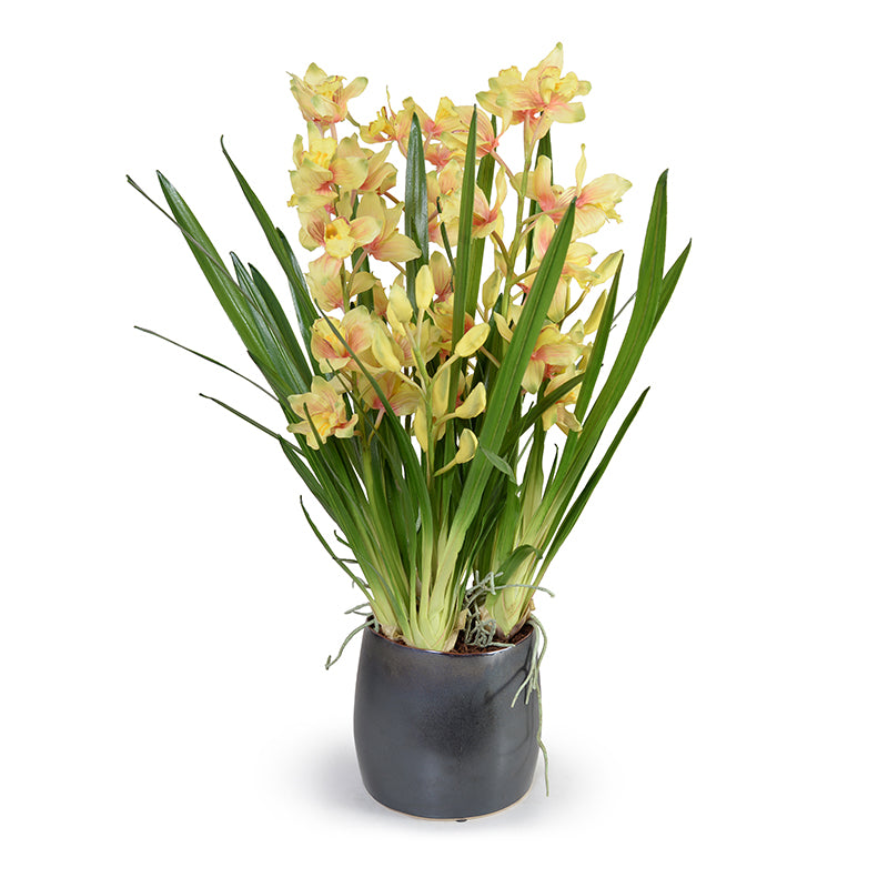 Cymbidium Orchids in Porcelain Vase, 35"H