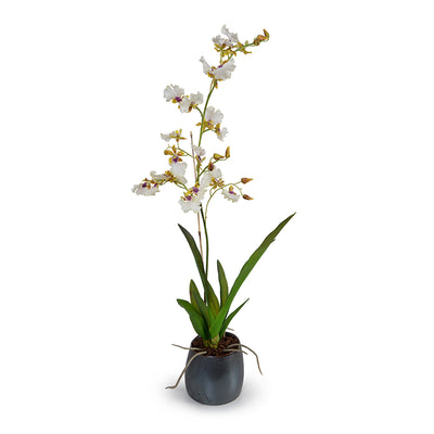 Oncidium Orchids, Hybrid in Porcelain Vase