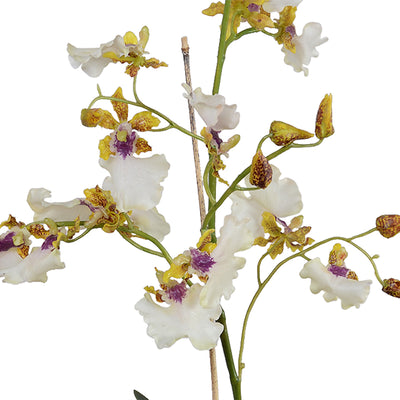 Oncidium Orchids, Hybrid in Porcelain Vase