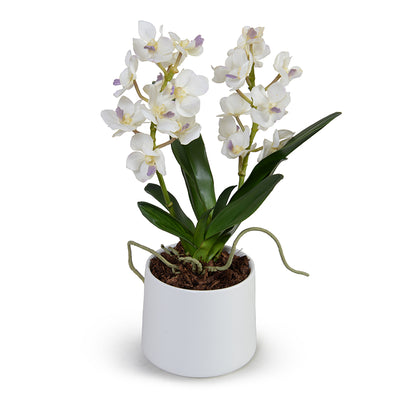 Vanda Orchid in Terracotta 16"H