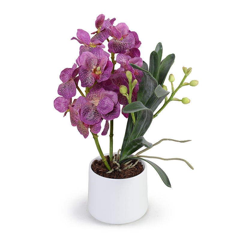 Vanda Orchids in Porcelain, 17"H