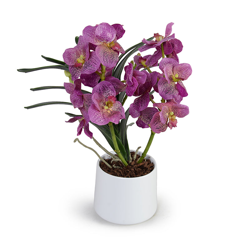 Vanda Orchids in Porcelain, 17"H