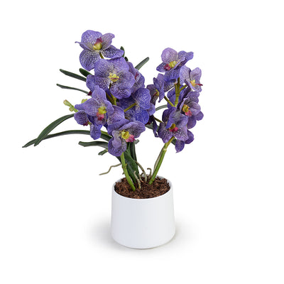 Vanda Orchids in Porcelain, 17"H