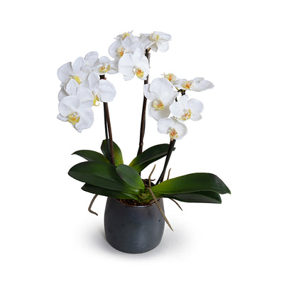 Phalaenopsis Orchid x3 in Porcelain, 20"H