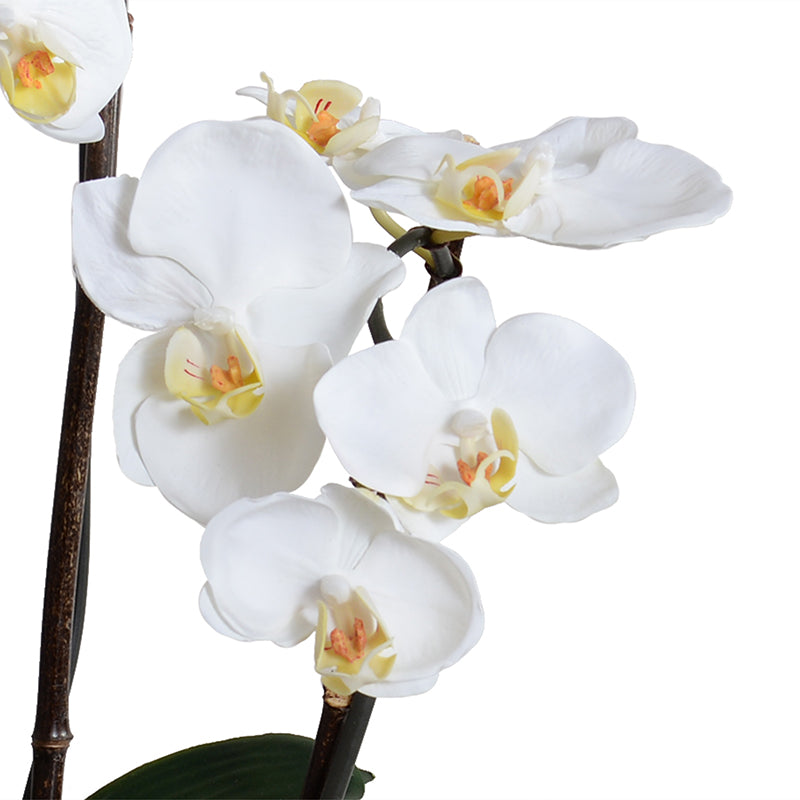 Phalaenopsis Orchid x3 in Porcelain, 20"H