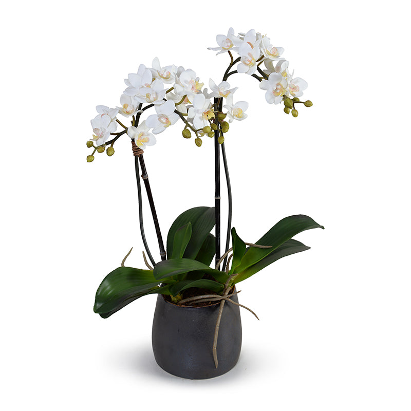 Phalaenopsis Orchid x2 (mini-flowers)