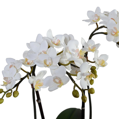 Phalaenopsis Orchid x2 (mini-flowers)