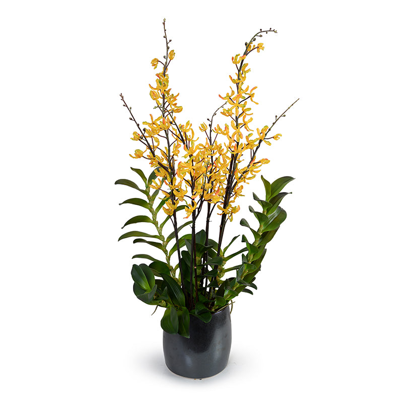 Aranda Orchids in Porcelain