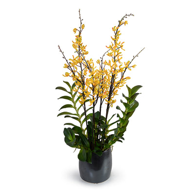 Aranda Orchids in Porcelain