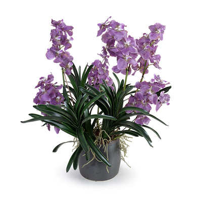 Vanda Orchid Plant