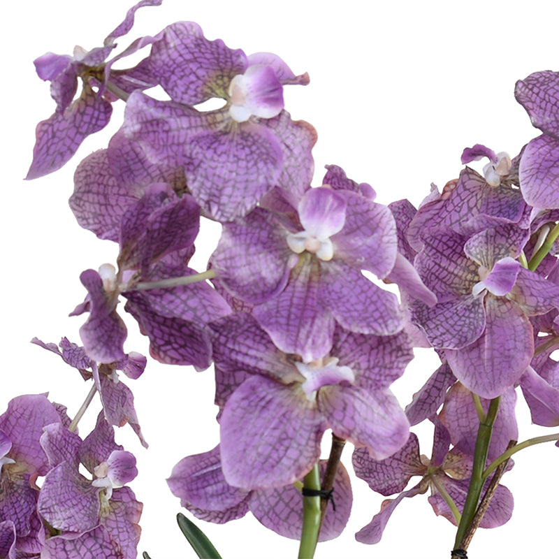 Vanda Orchid Plant